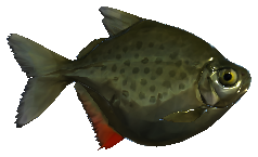 Pacu-peva, retrato do jogo