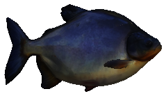 Pacu, retrato do jogo